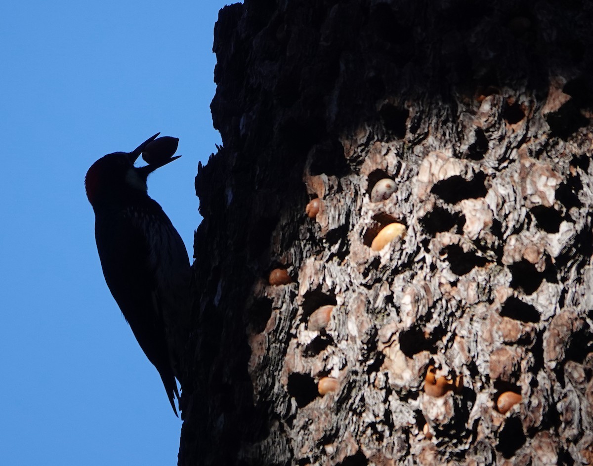 Carpintero Bellotero - ML645768090