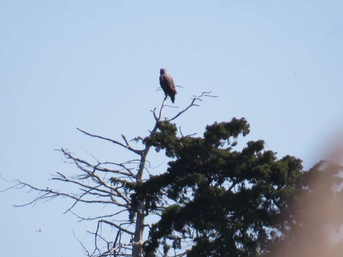 Bald Eagle - ML645768091