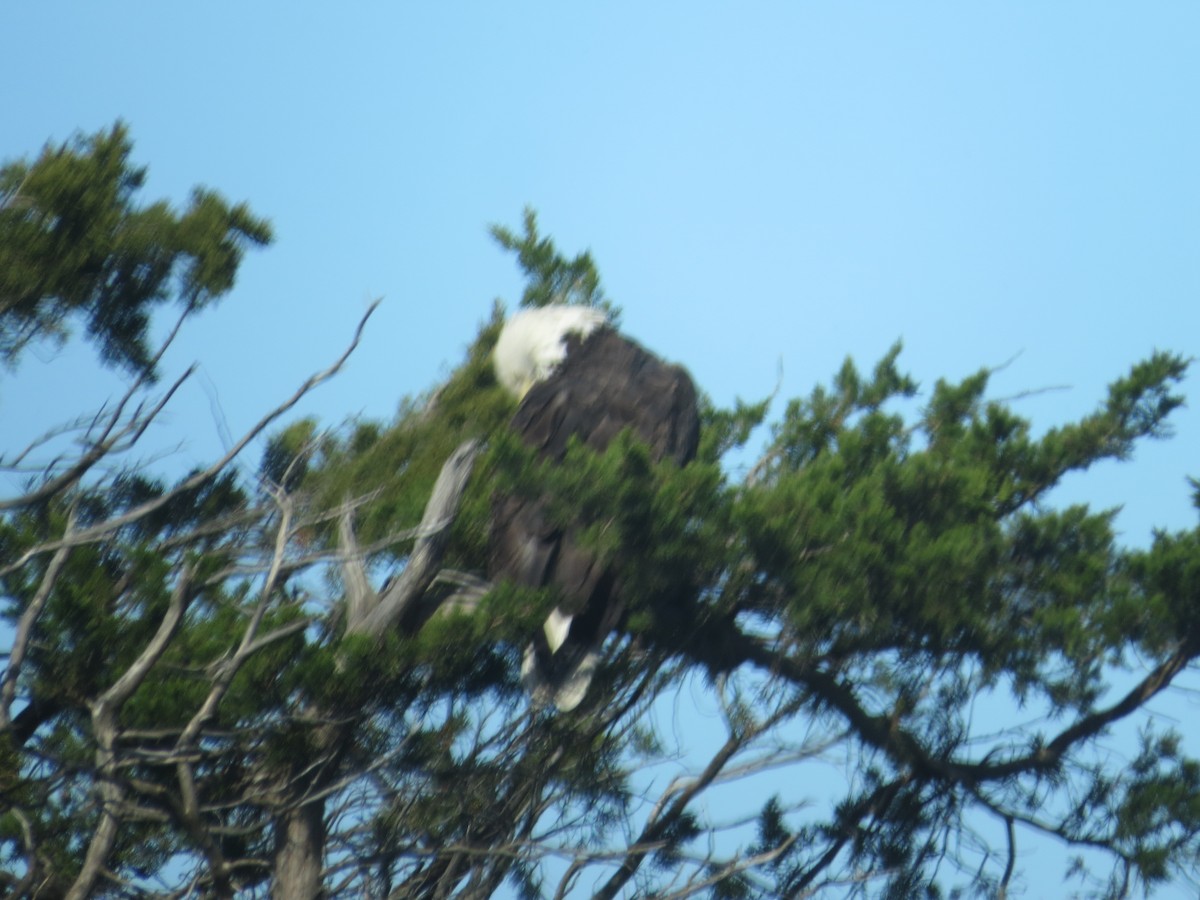 Bald Eagle - ML645768092