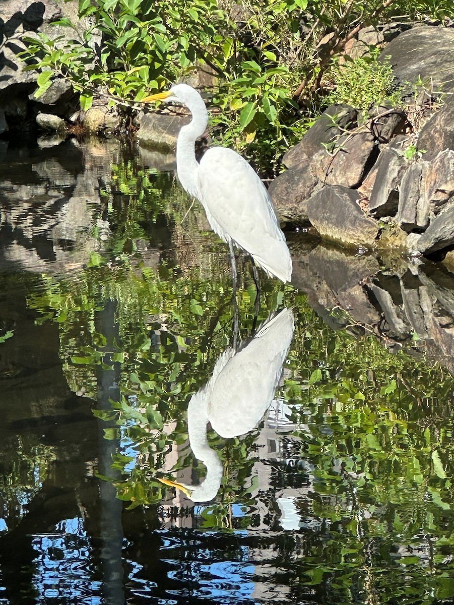 Garceta Grande - ML645768100