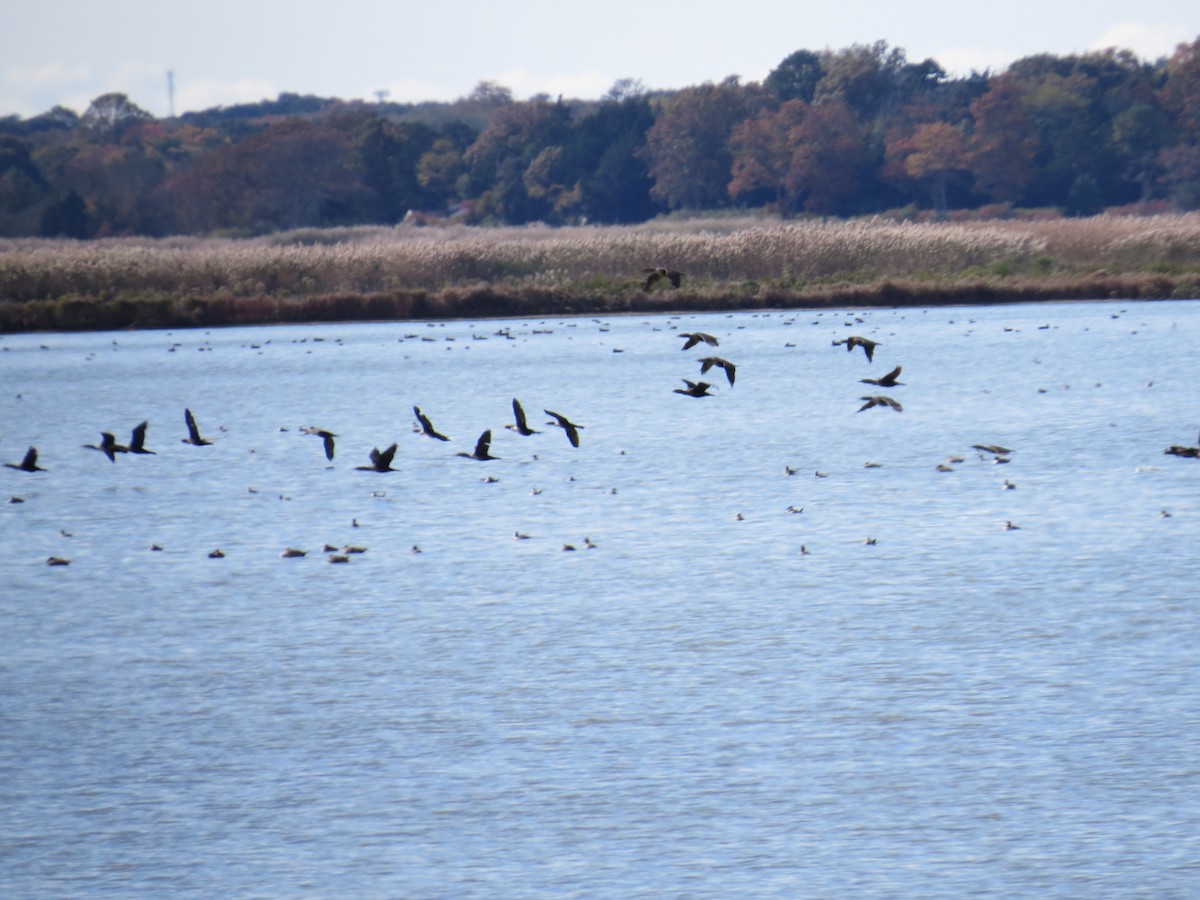 Double-crested Cormorant - ML645768101