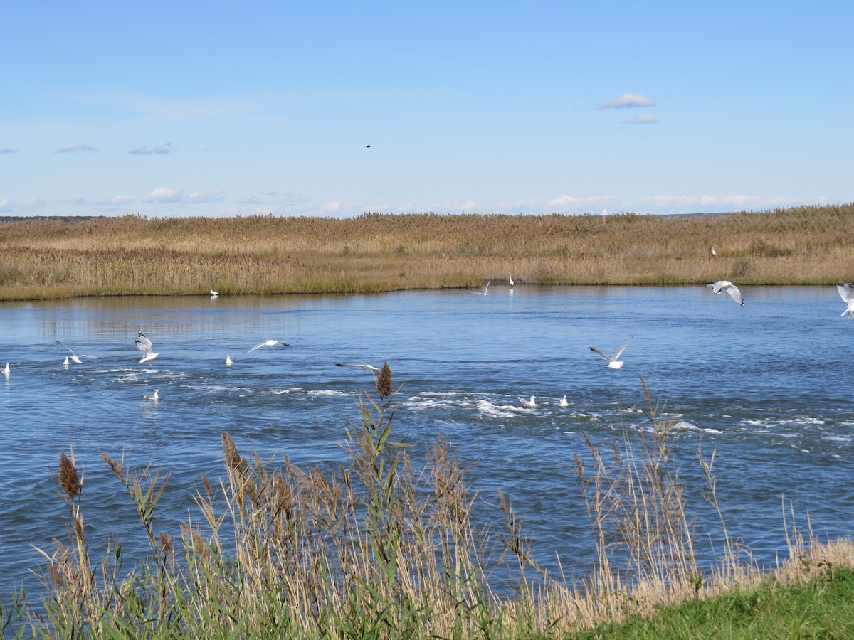 Ring-billed Gull - ML645768121