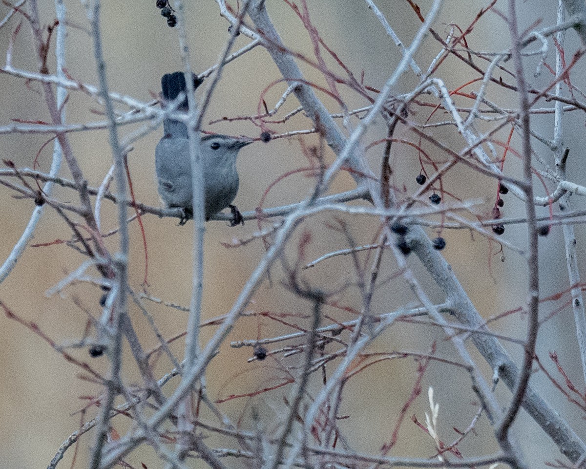 drozdec černohlavý - ML645768128