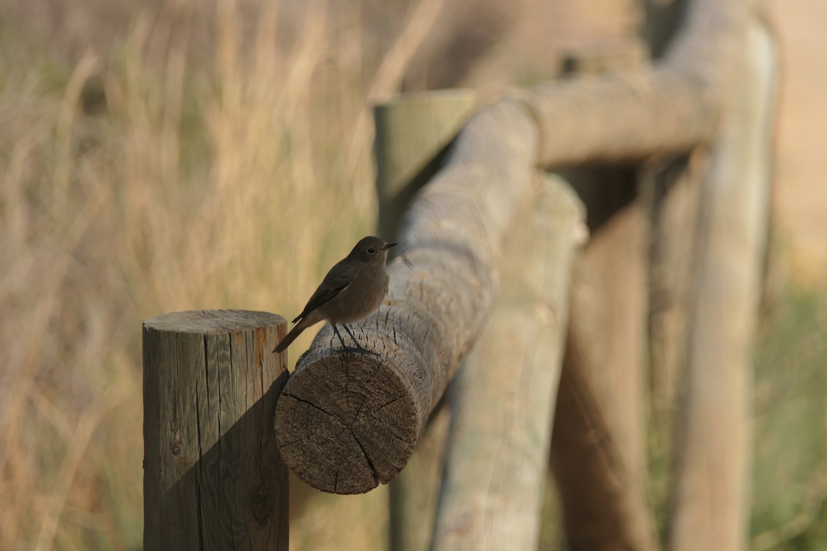 Мойлон гал сүүлт - ML645768131