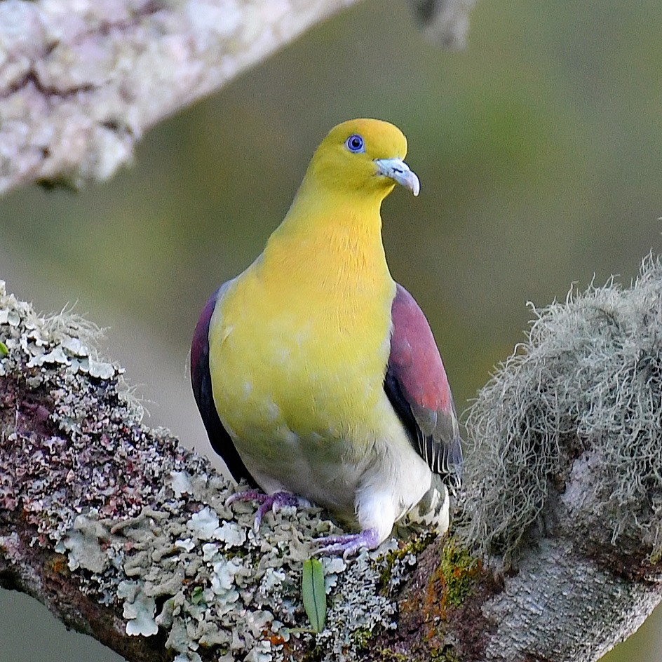 Вінаго японський - ML645768135