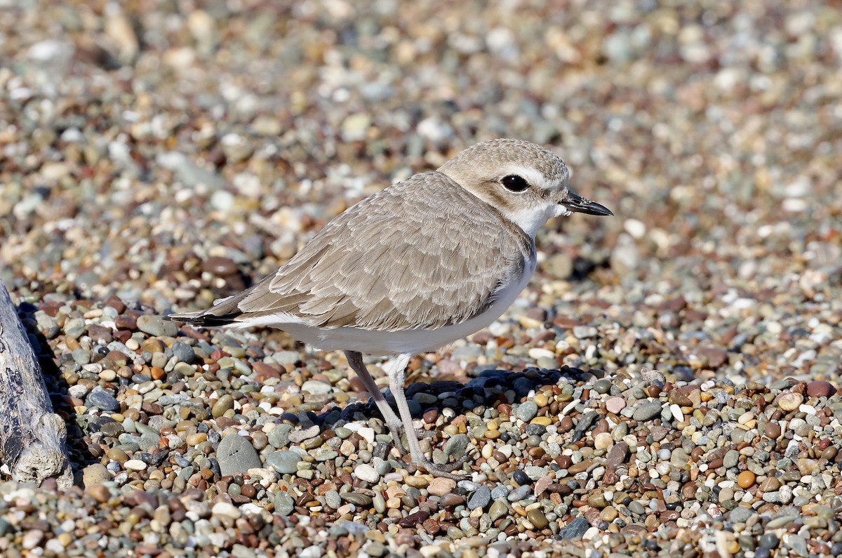 Пісочник американський - ML645768136