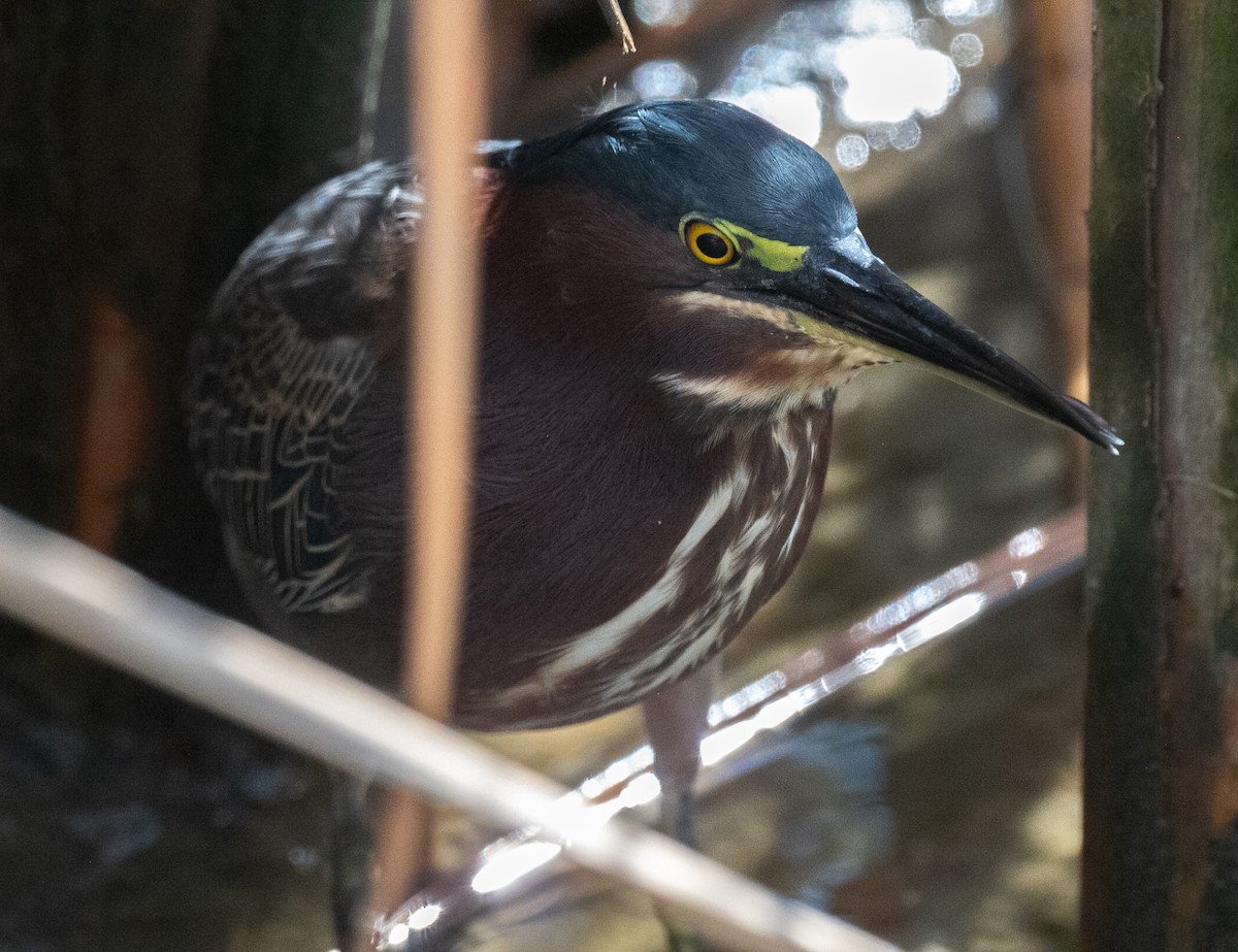 Чапля зелена - ML645768137