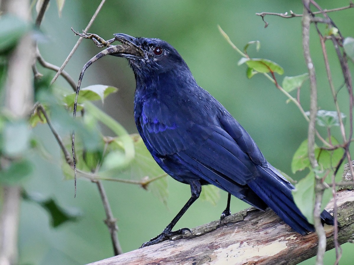 Аренга тайванська - ML645768140