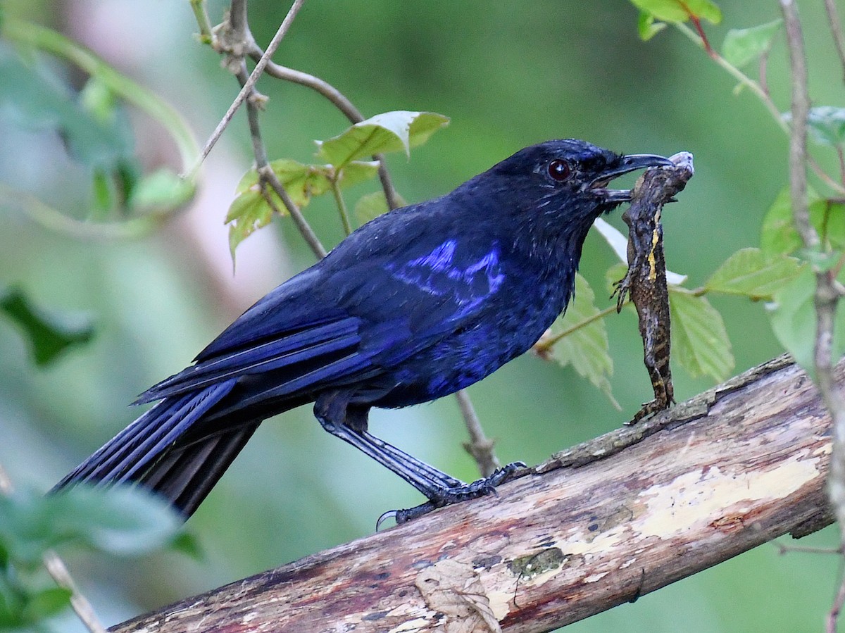 Аренга тайванська - ML645768141