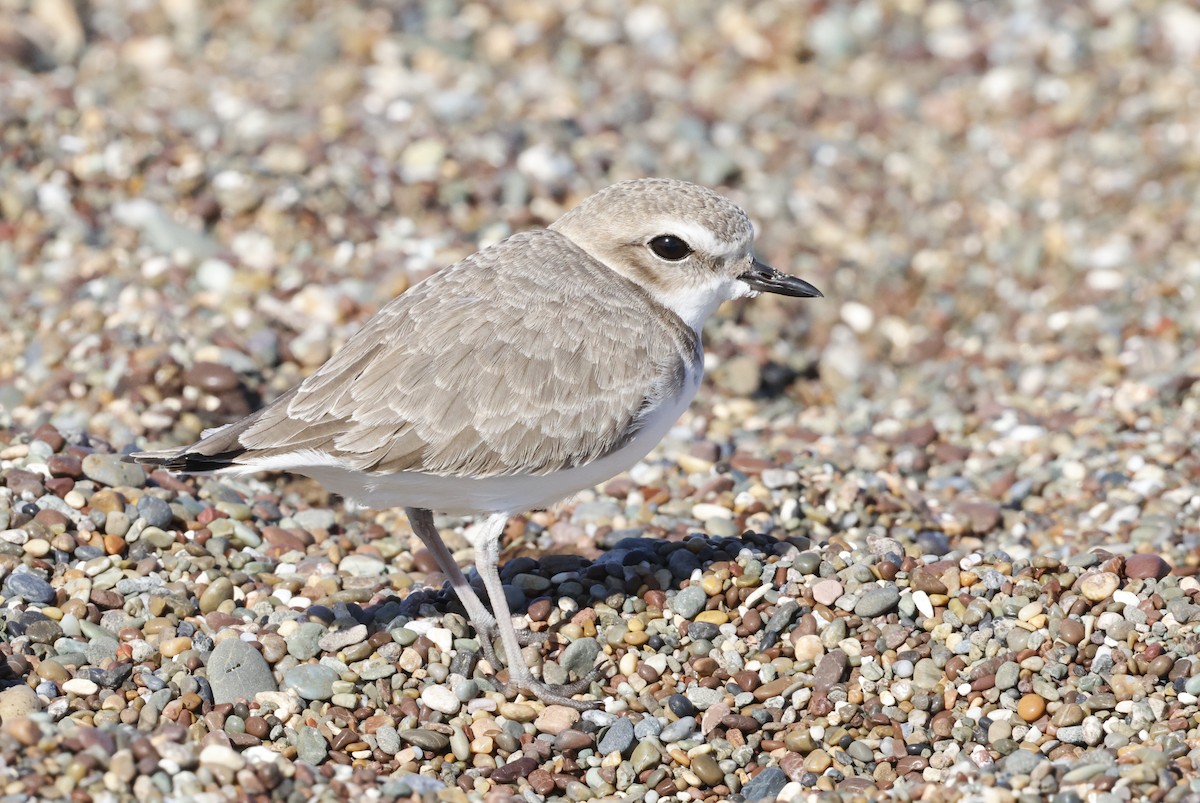 Пісочник американський - ML645768143