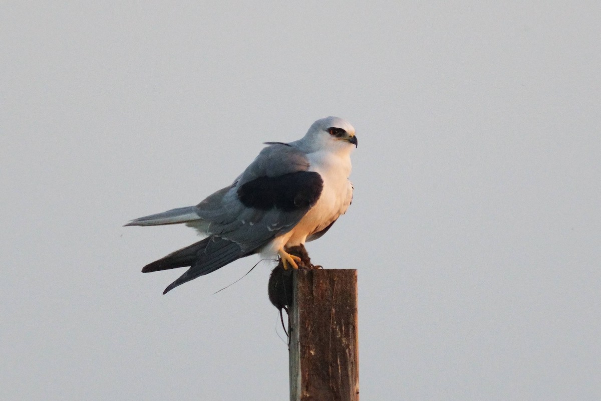 Шуліка білохвостий - ML645768145