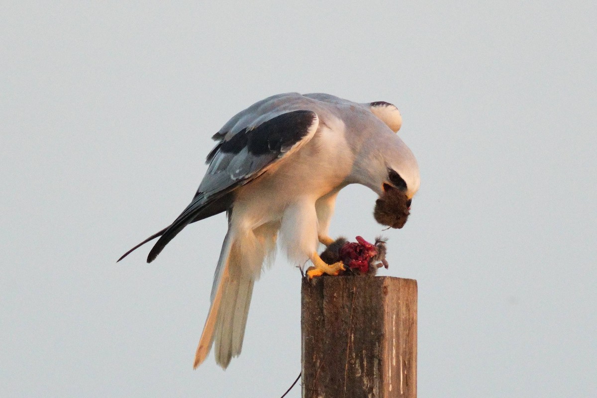 Шуліка білохвостий - ML645768146