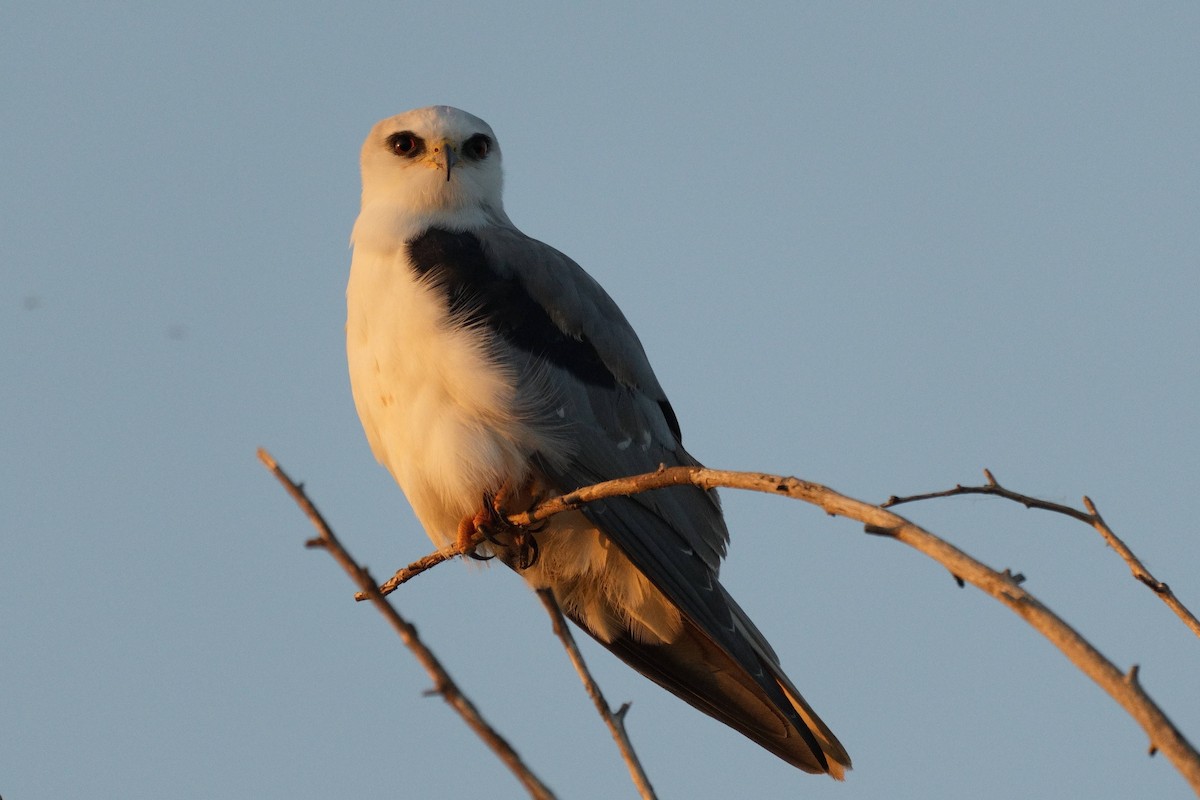 Шуліка білохвостий - ML645768148