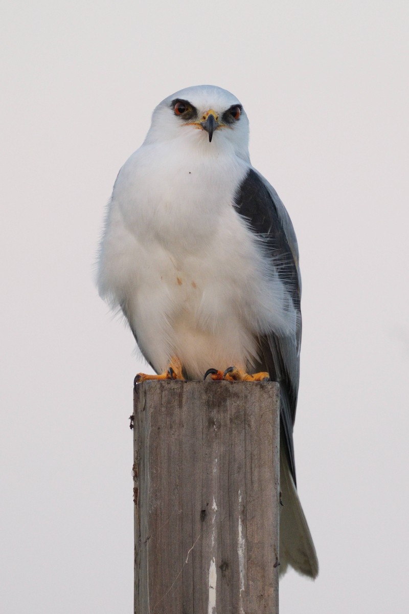 Шуліка білохвостий - ML645768149