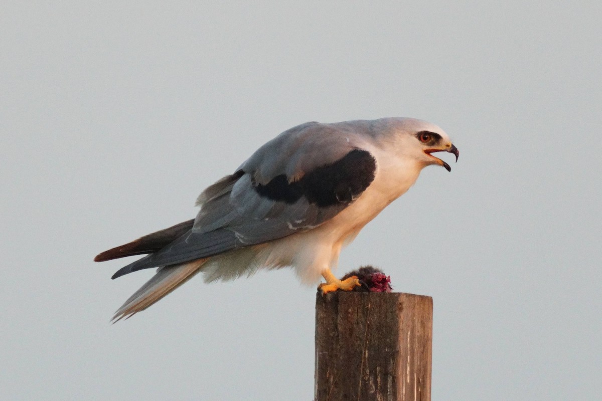 Шуліка білохвостий - ML645768150