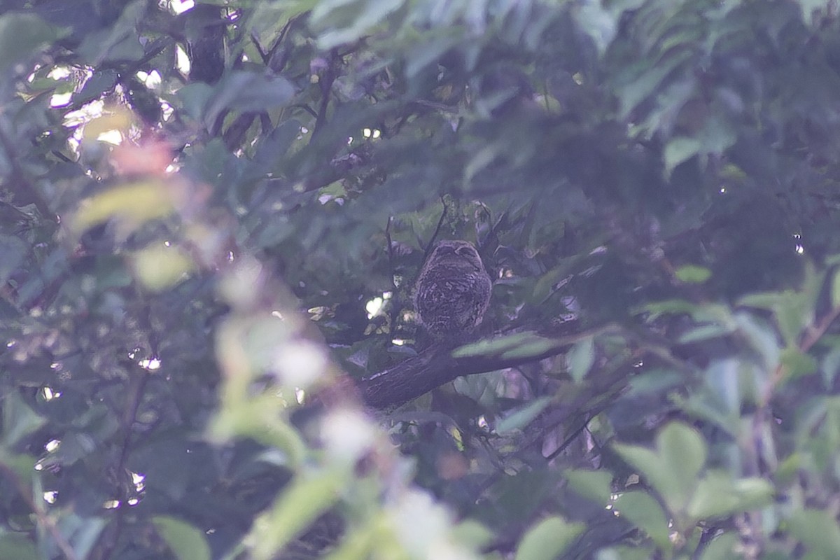 Сичик-горобець малий - ML645768151