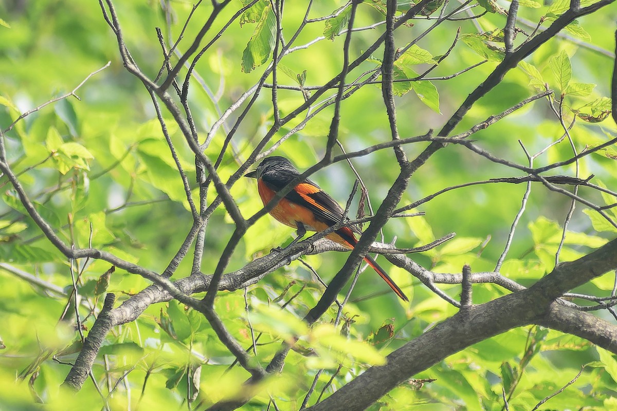 Личинкоїд сірощокий - ML645768153