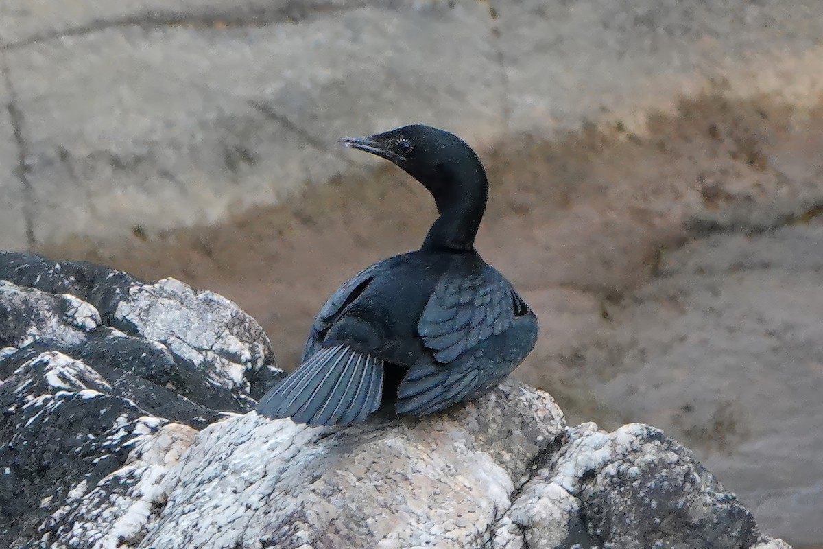 Баклан яванський - ML645768154