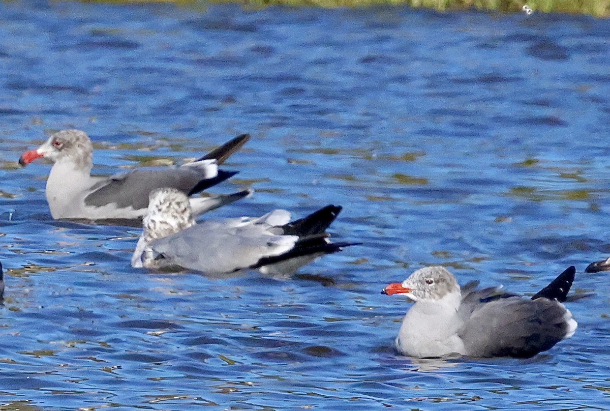 Мартин червонодзьобий - ML645768155