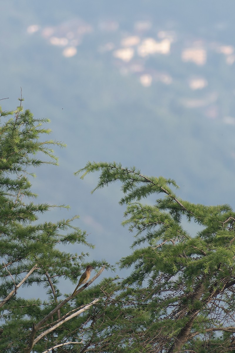 Оливник гірський - ML645768156