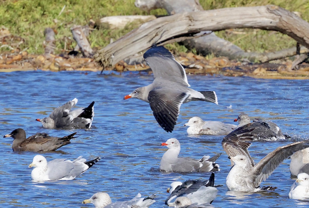 Мартин червонодзьобий - ML645768157