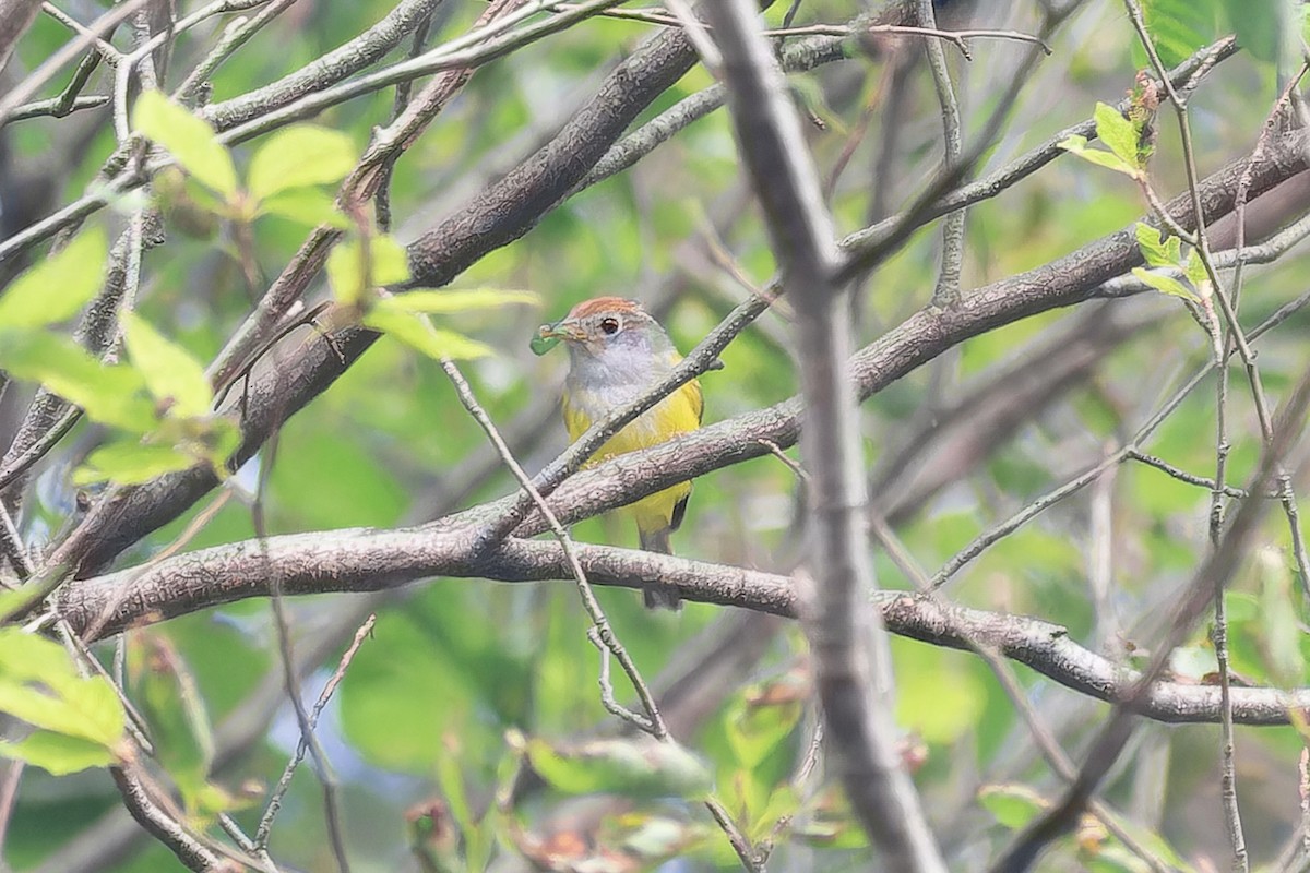 Скриточуб іржастоголовий - ML645768158