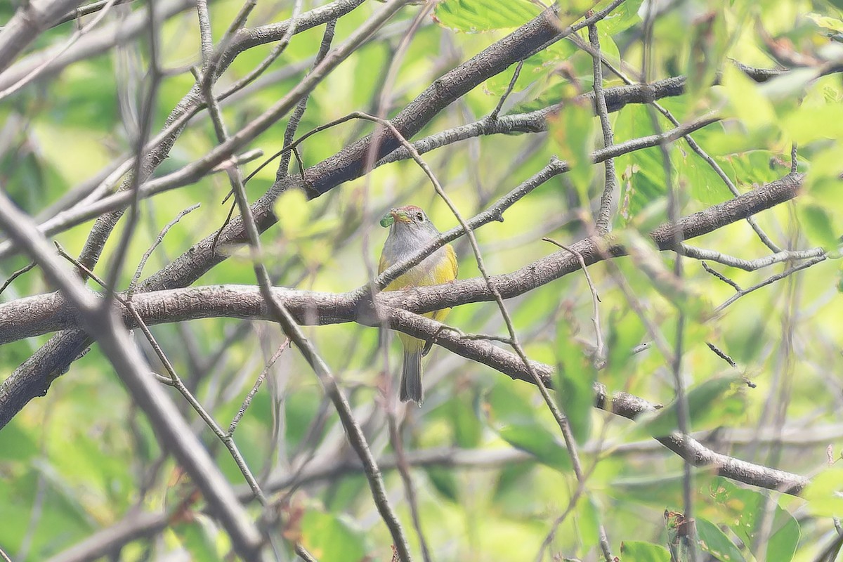 Скриточуб іржастоголовий - ML645768159