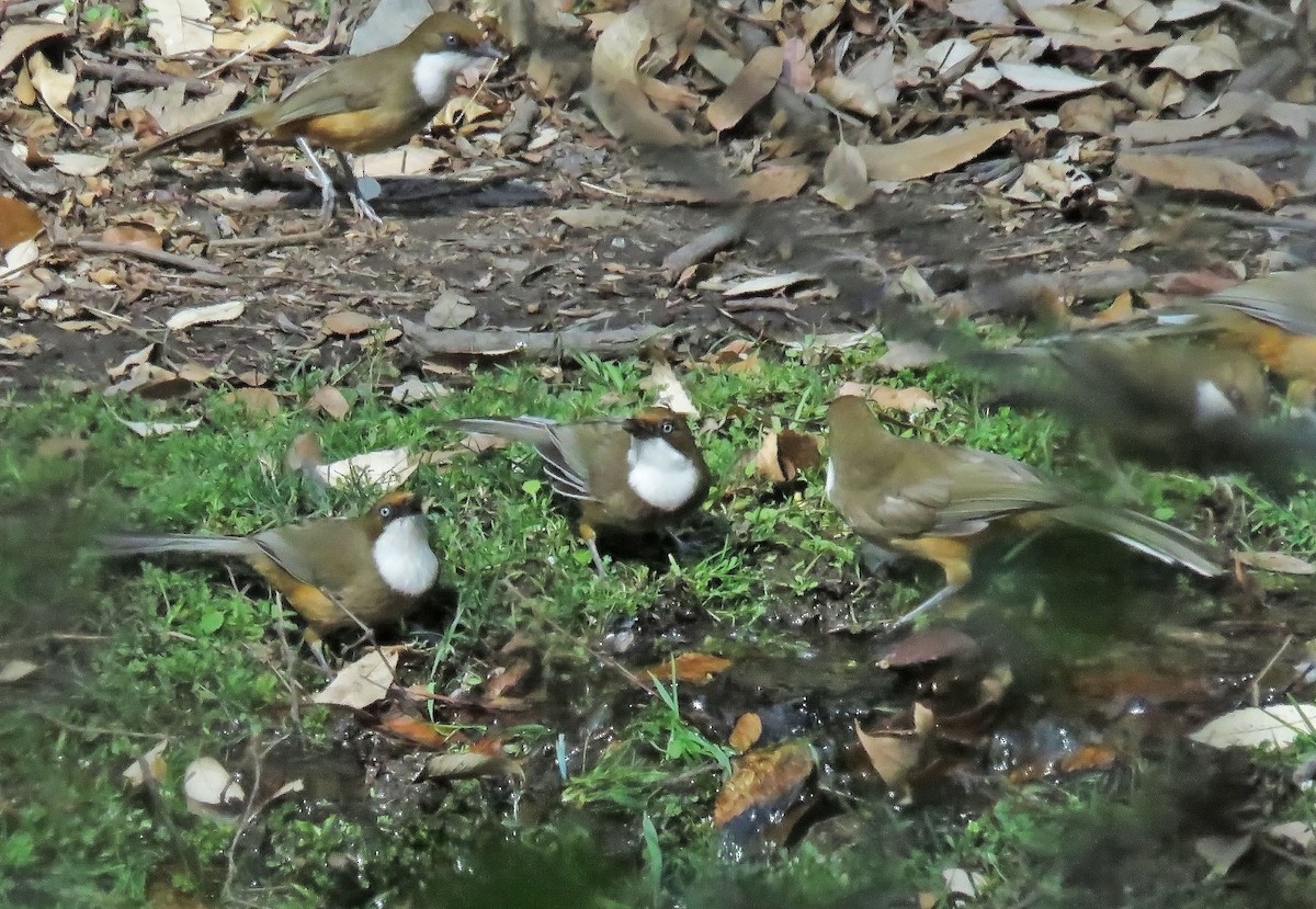 Чагарниця білогорла - ML645768160