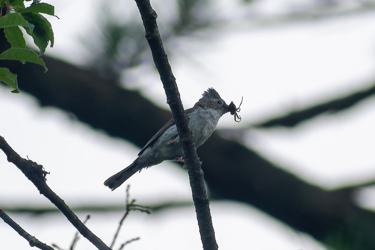 Стафіда західна - ML645768162