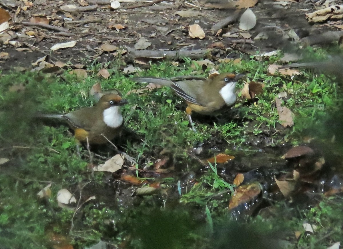 Чагарниця білогорла - ML645768163