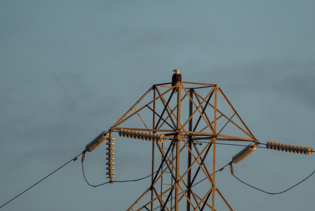 Орлан білоголовий - ML645768164