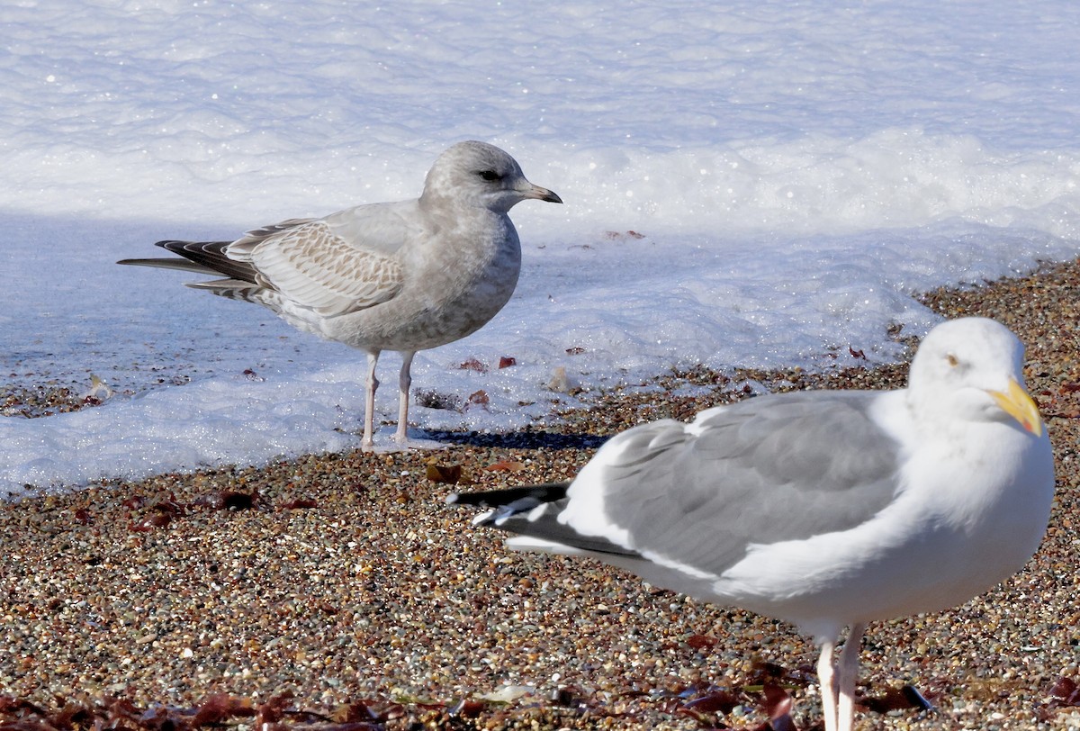 Мартин сивий аляскинський - ML645768165