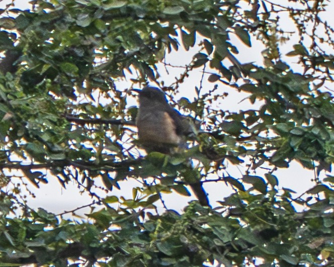 Plaintive Cuckoo - ML645768166