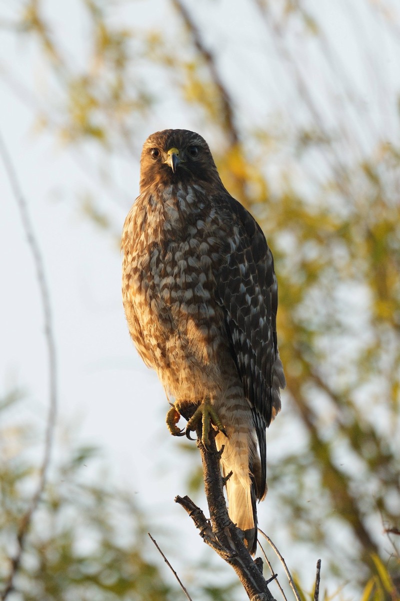 Red-shouldered Hawk - ML645768168