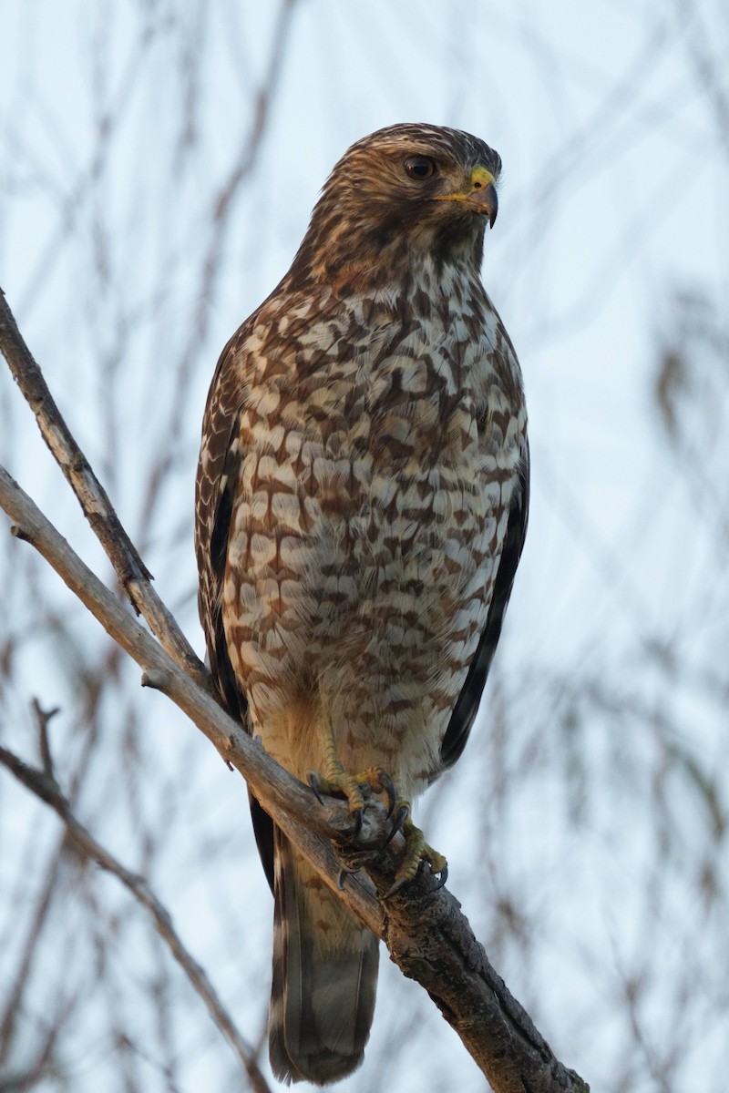 Red-shouldered Hawk - ML645768196