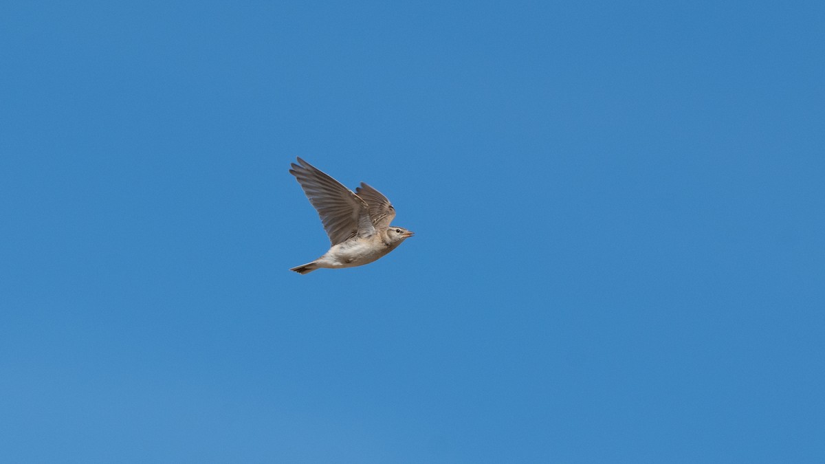 Жайворонок тибетський - ML645768199