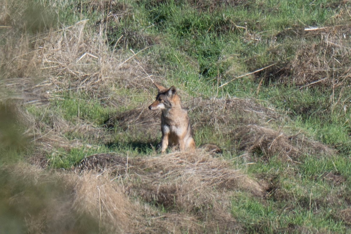 Coyote - ML645768206