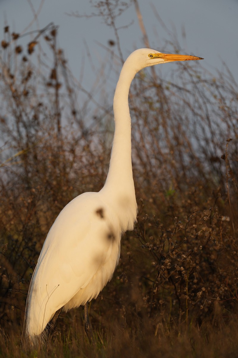 Garceta Grande - ML645768215