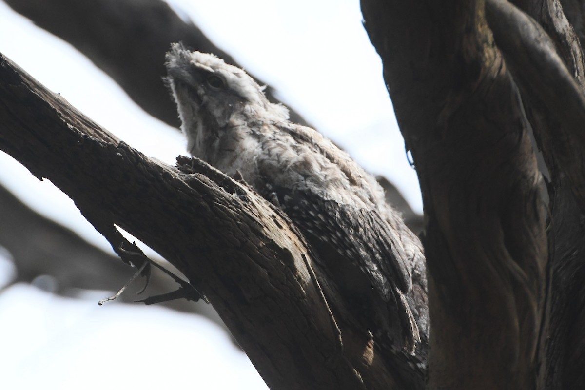 Tawny Frogmouth - ML645768219
