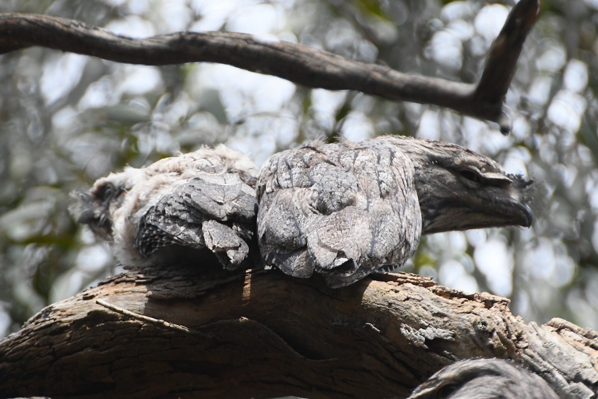 Tawny Frogmouth - ML645768220