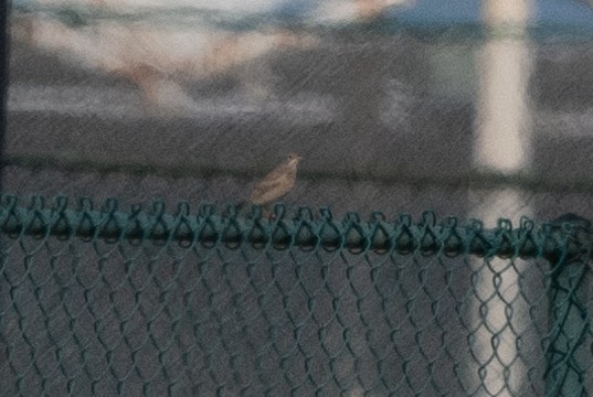 Gray-necked Bunting - ML645768221