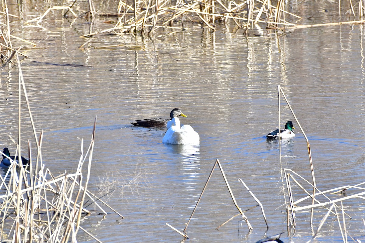 American Black Duck - ML645768222