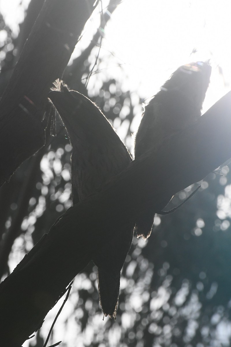 Tawny Frogmouth - ML645768223