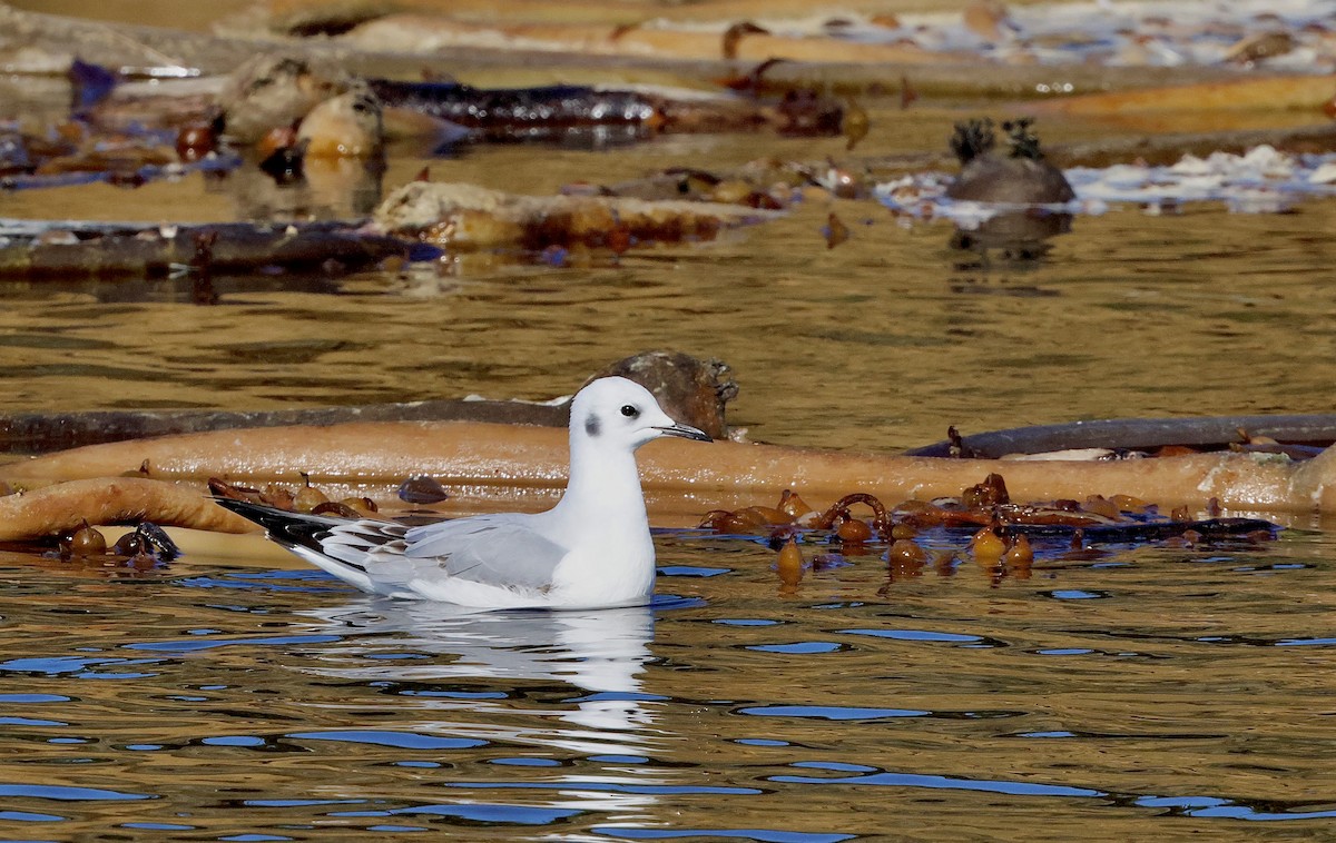 Bonaparte's Gull - ML645768224