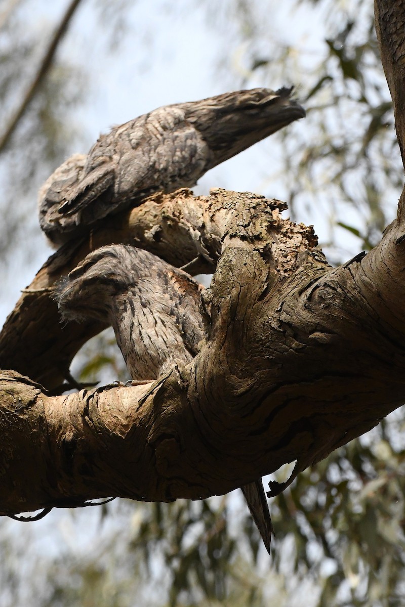 Tawny Frogmouth - ML645768225