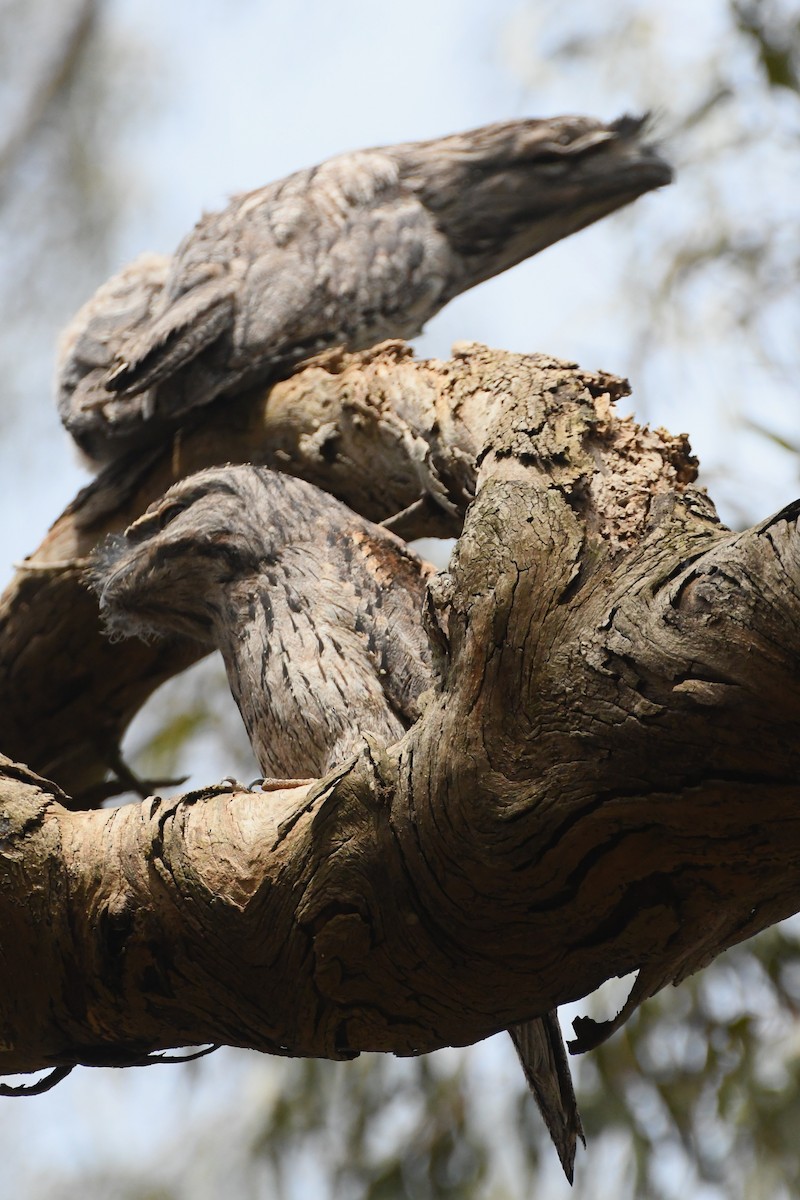 Tawny Frogmouth - ML645768227