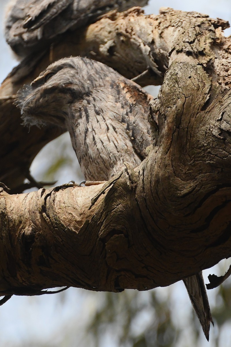 Tawny Frogmouth - ML645768228
