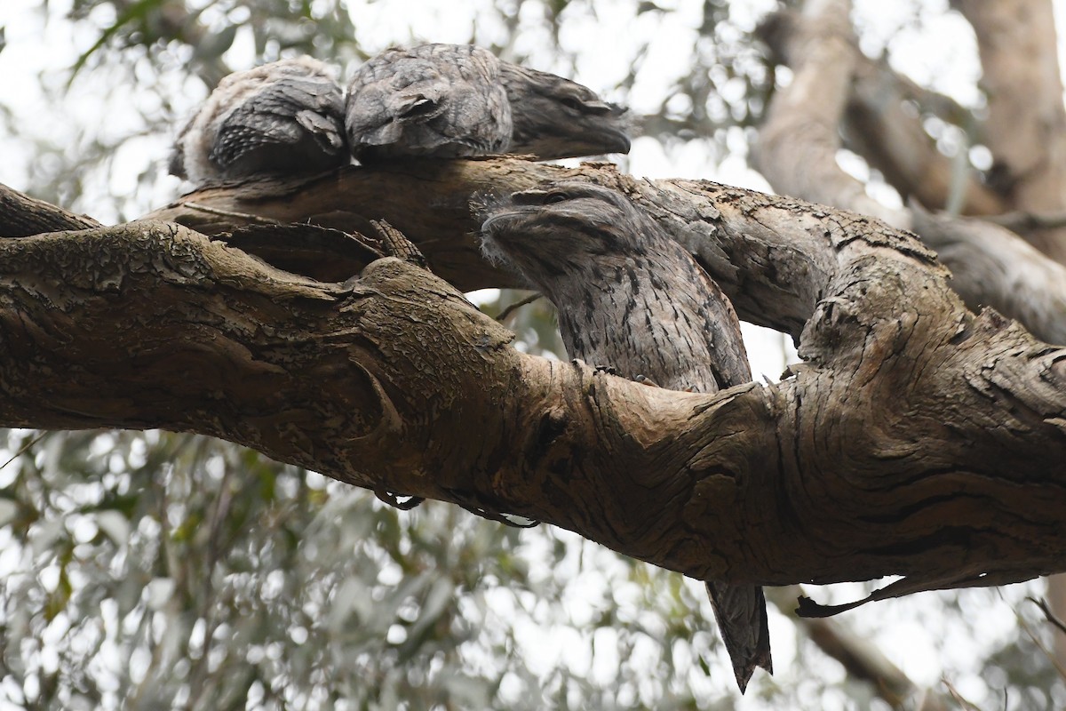 Tawny Frogmouth - ML645768230
