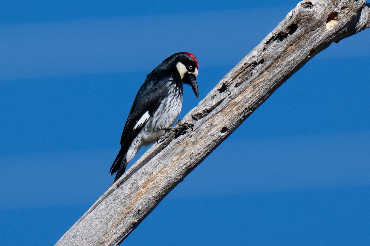 Acorn Woodpecker - ML645768232