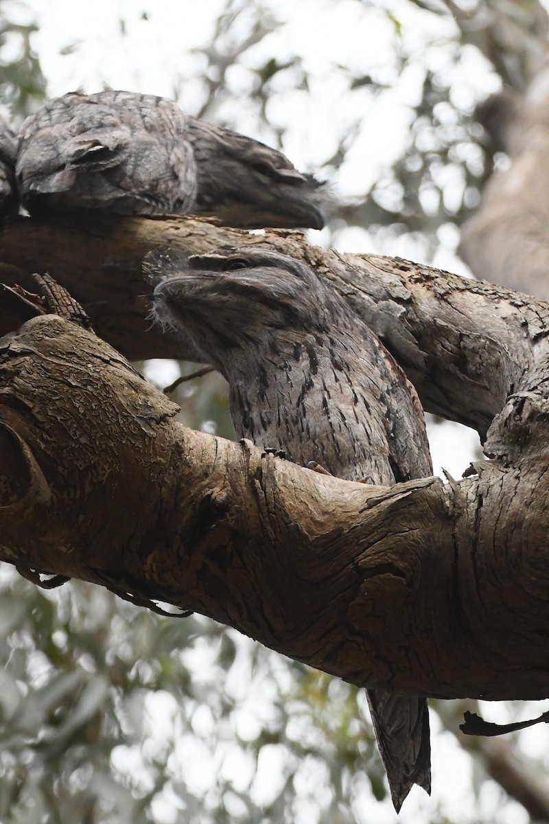 Tawny Frogmouth - ML645768234